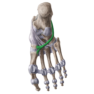 Tendon of fibularis longus muscle (#18611)