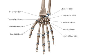 Carpal bones (English)