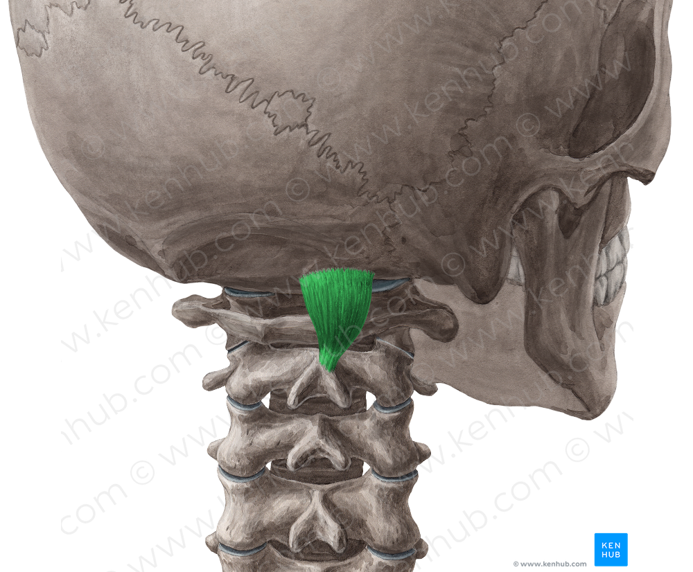 Rectus capitis posterior major muscle (#5845)