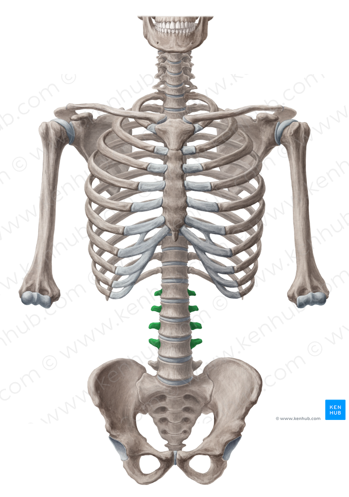 Transverse process of vertebrae L1-L4 (#8323)