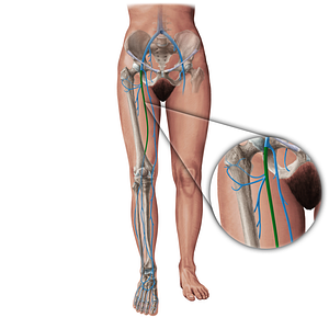 Femoral vein (#19416)