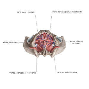 Veins of the clitoris (Latin)