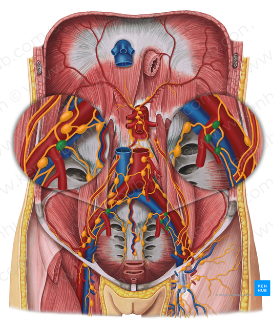 Internal iliac lymph nodes (#7028)