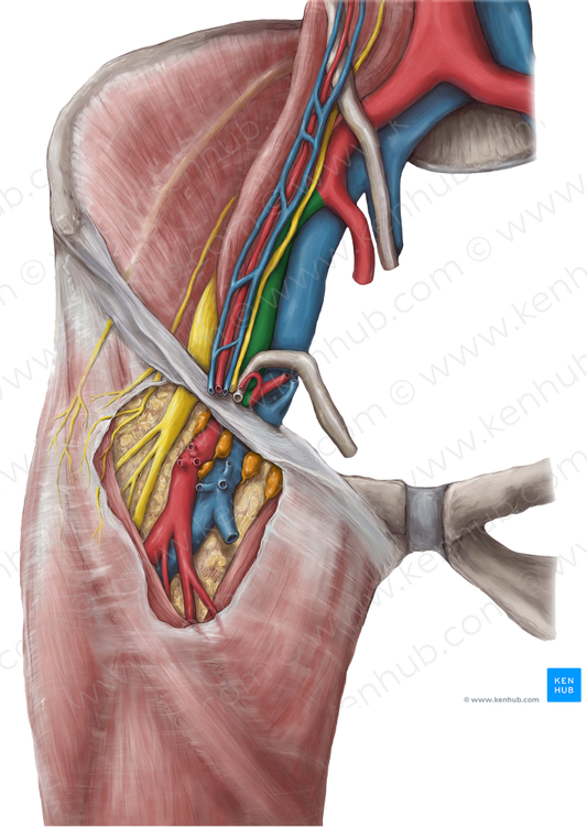 Right external iliac artery (#17913)