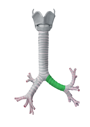 Left main bronchus (#2238)