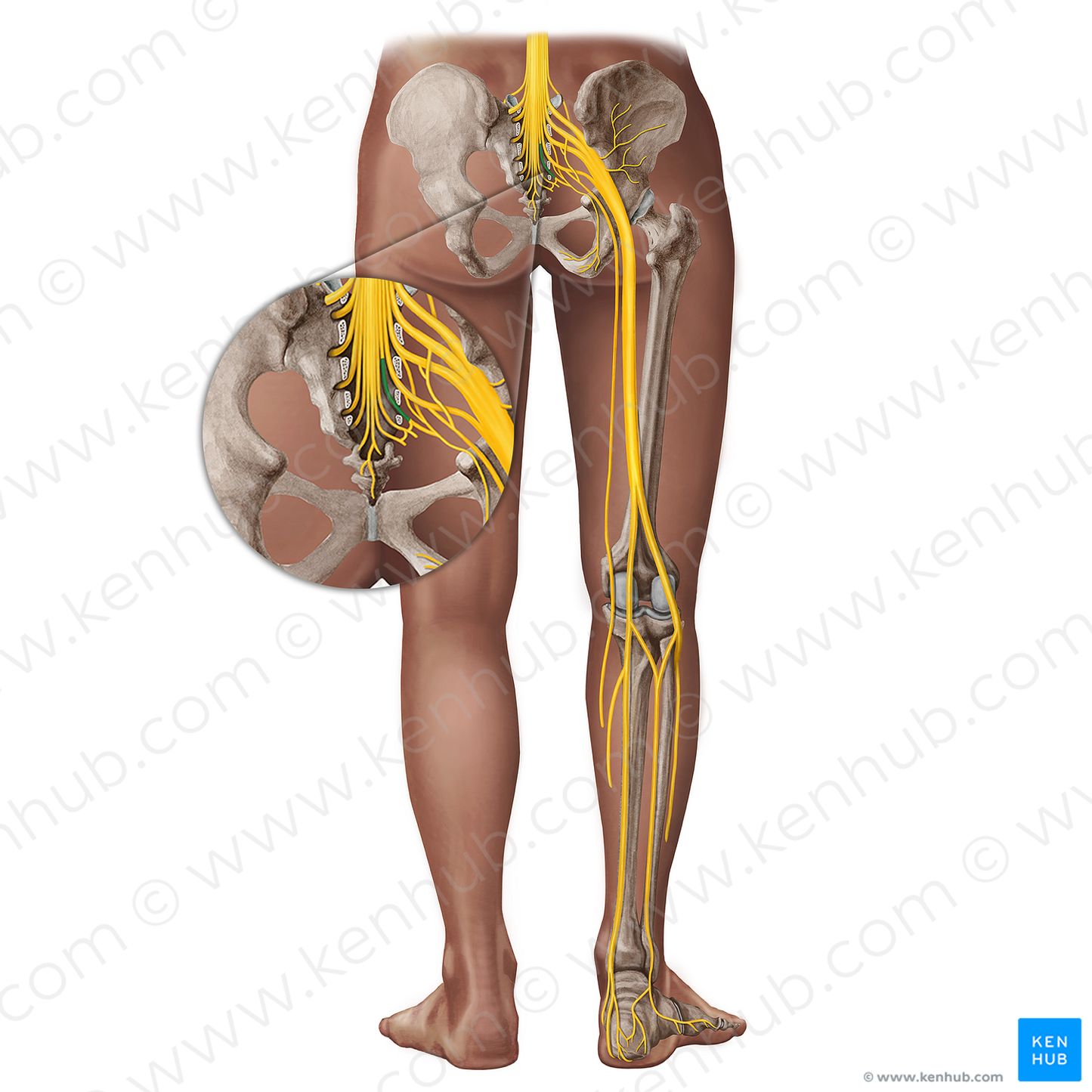 Spinal nerve S4 (#18291)