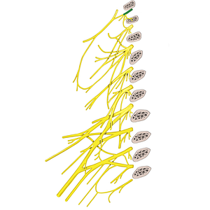 Spinal nerve C1 (#6727)