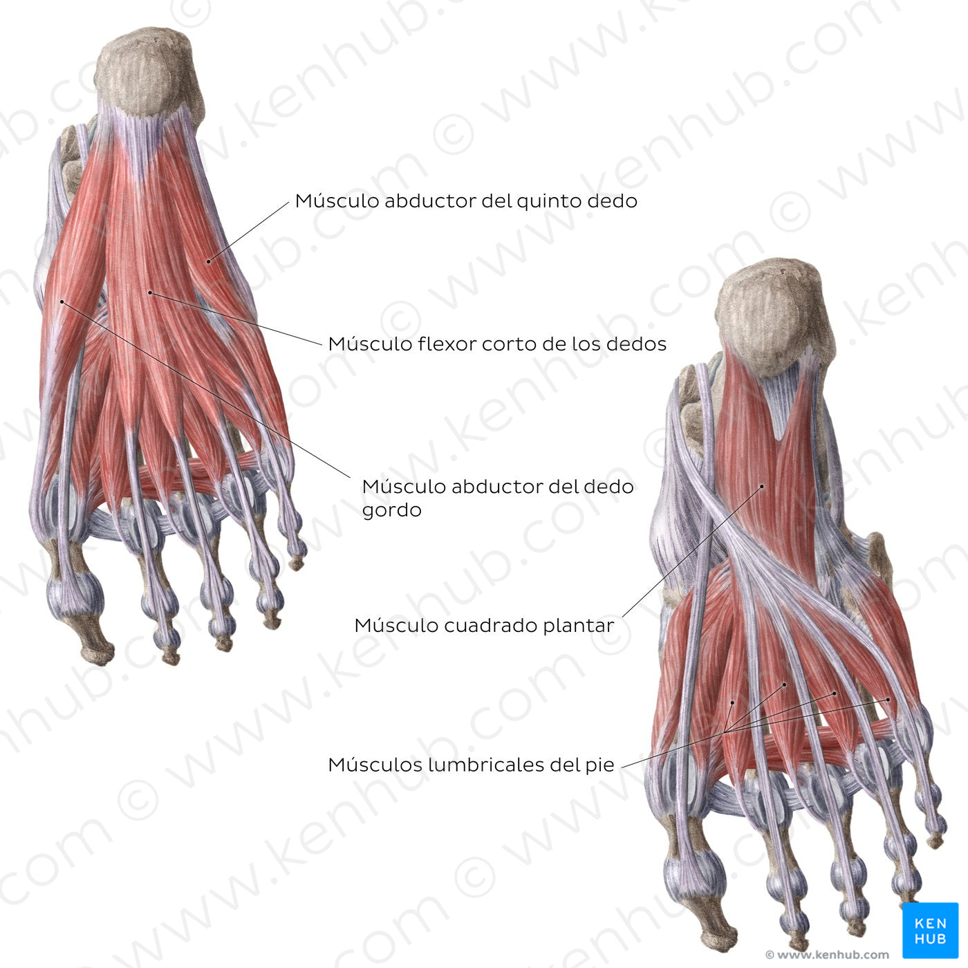 1st and 2nd plantar layers of the foot (Spanish)