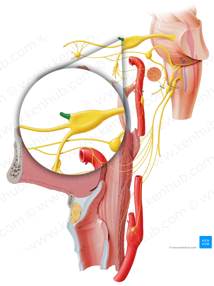 Ophthalmic nerve (#6629)