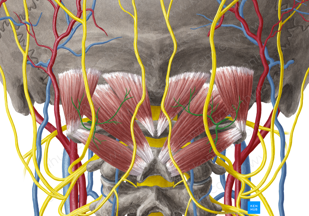 Suboccipital nerve (#6781)