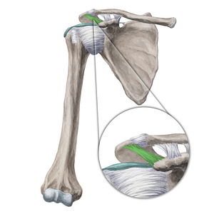 Coracoacromial ligament (#4501)