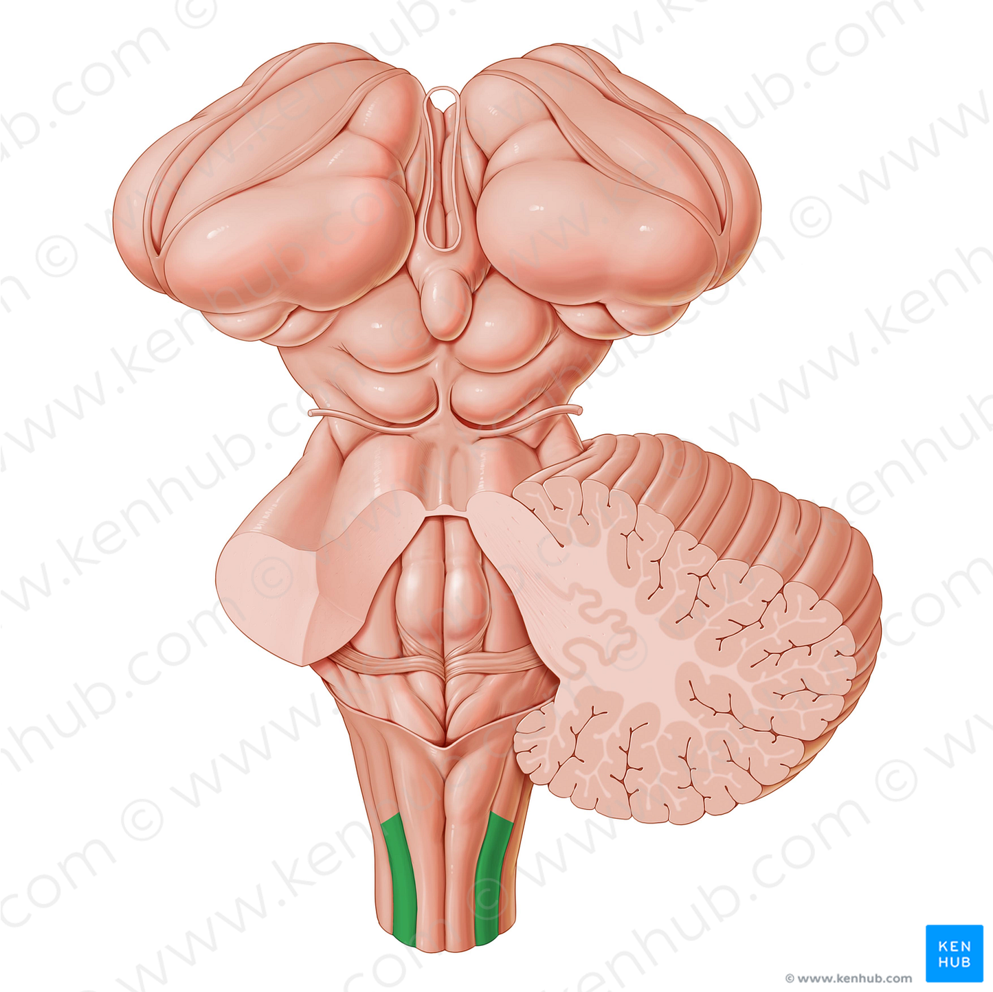 Cuneate fasciculus (#3599)