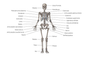 Skeletal system (Portuguese)