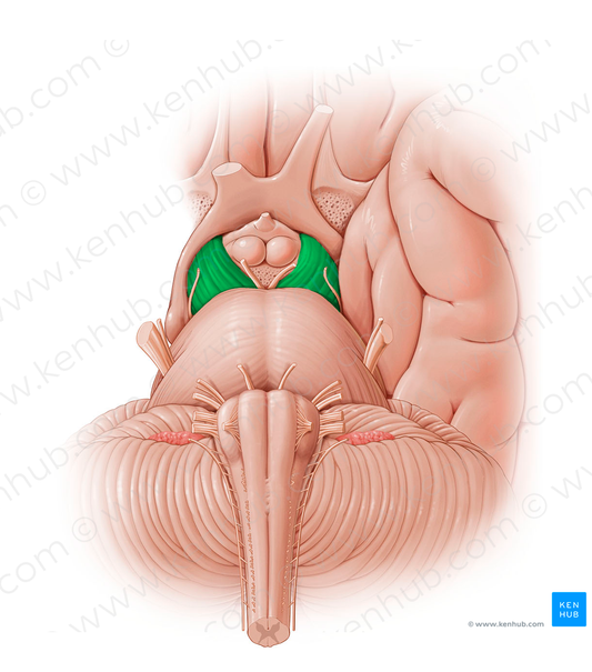 Cerebral peduncle (#12792)