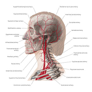 Main arteries of the head and neck (English)