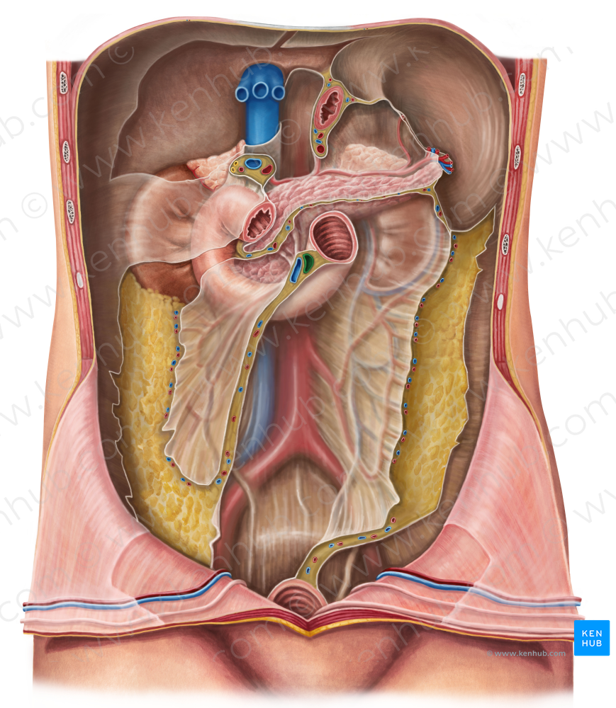 Superior mesenteric artery (#1529)