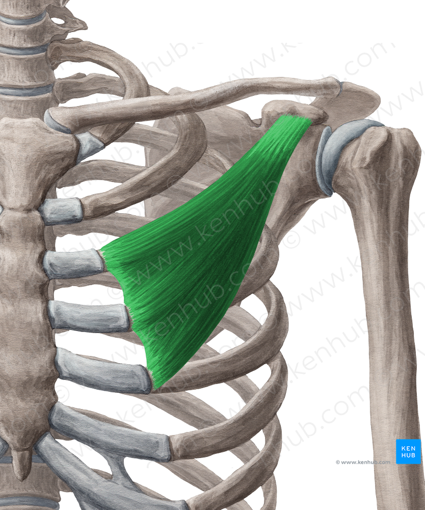 Pectoralis minor muscle (#5745)