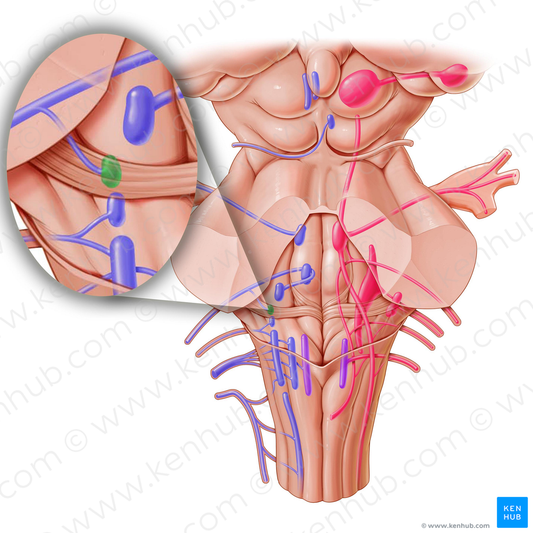 Superior salivatory nucleus (#7255)