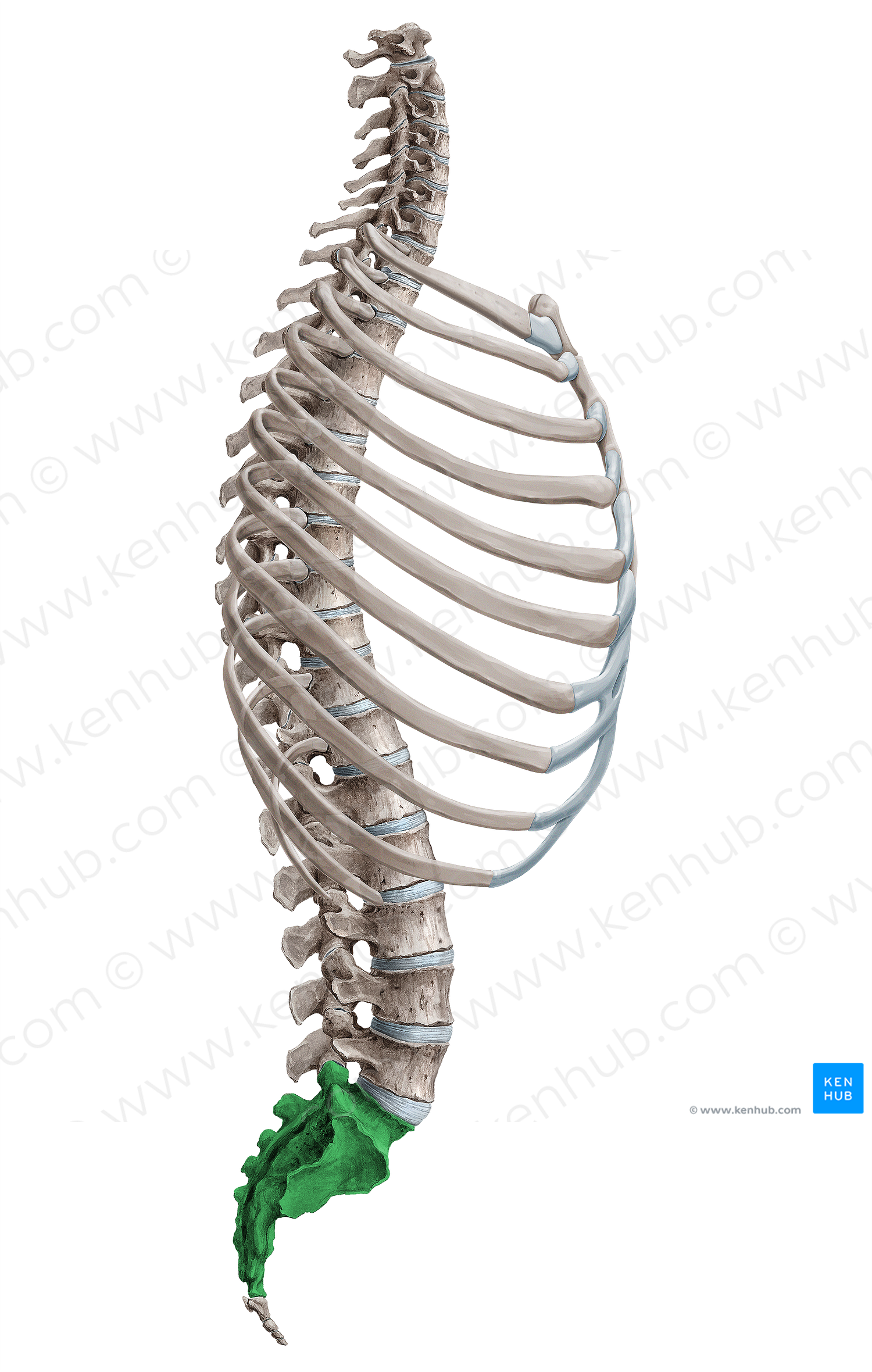 Sacrum (#18105)