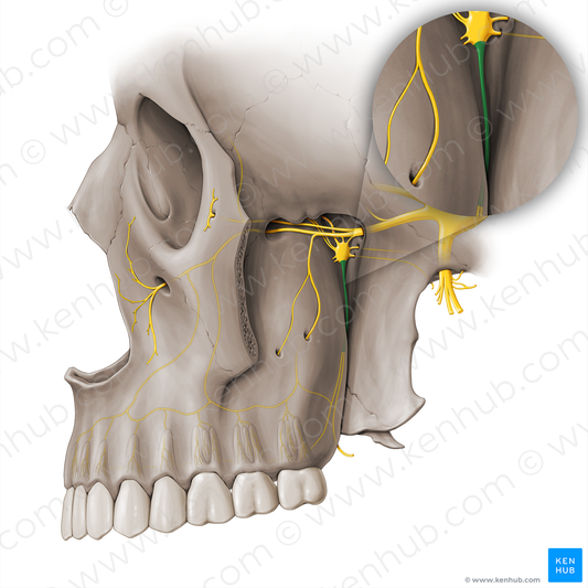 Palatine nerves (#18525)