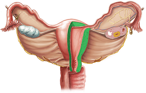 Myometrium (#6191)