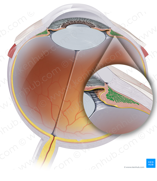 Ciliary muscle (#19004)