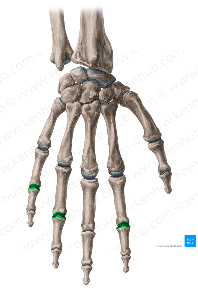 Proximal interphalangeal joints of 2nd, 4th & 5th fingers (#2051)