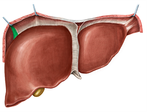 Right triangular ligament of liver (#4662)