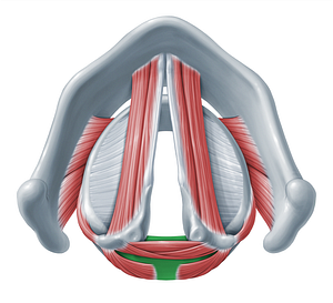 Lamina of cricoid cartilage (#18356)