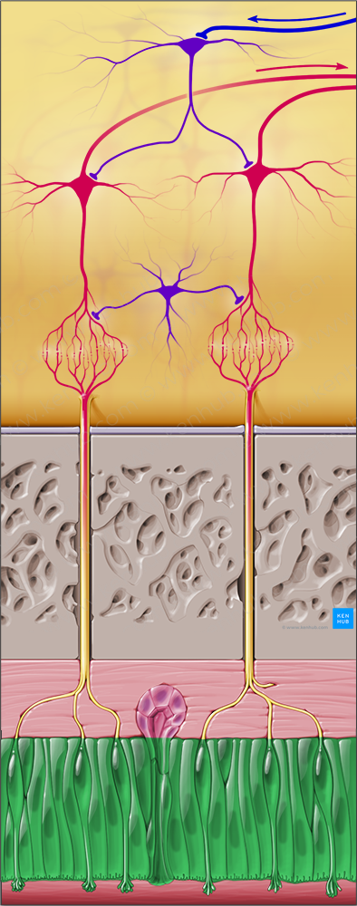 Olfactory epithelium (#3419)