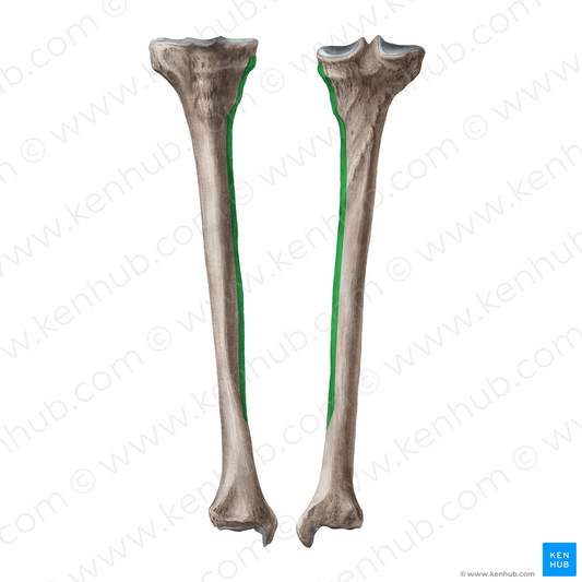 Medial border of tibia (#21957)