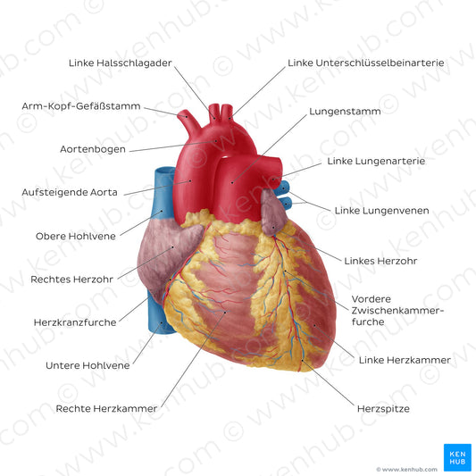 Anterior view of the heart (German)