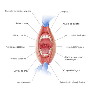 Overview of the oral cavity (Portuguese)
