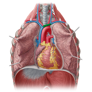 Left brachiocephalic vein (#10019)