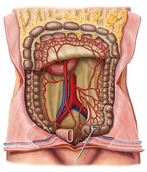 Posterior cecal artery (#919)