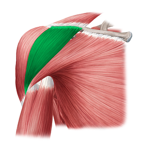 Clavicular part of deltoid muscle (#20327)