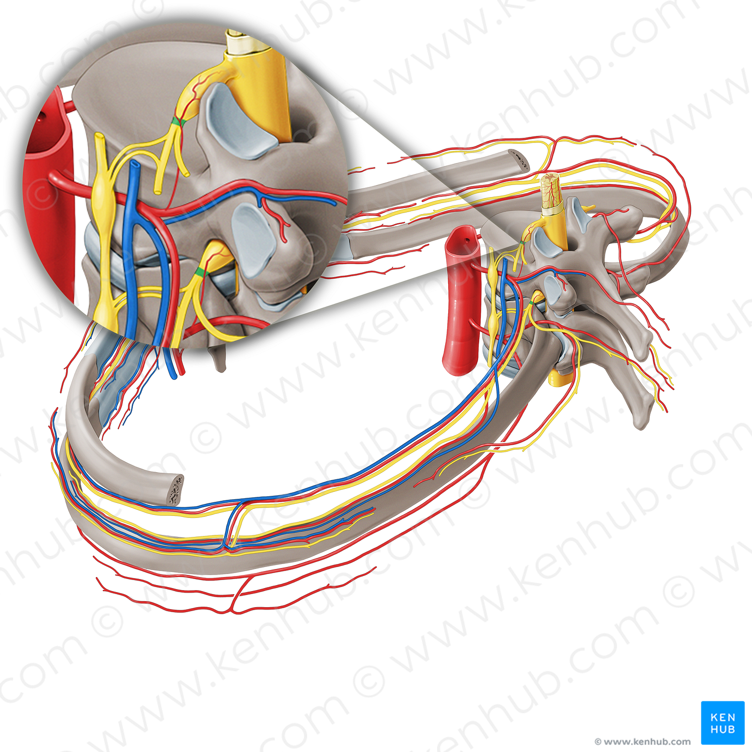 Spinal nerve (#21277)