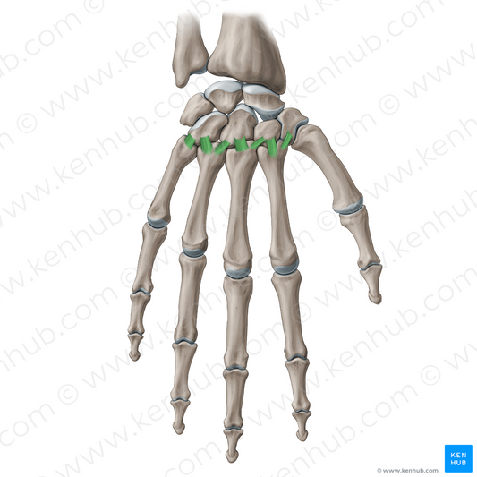 Dorsal carpometacarpal ligaments (#20254)