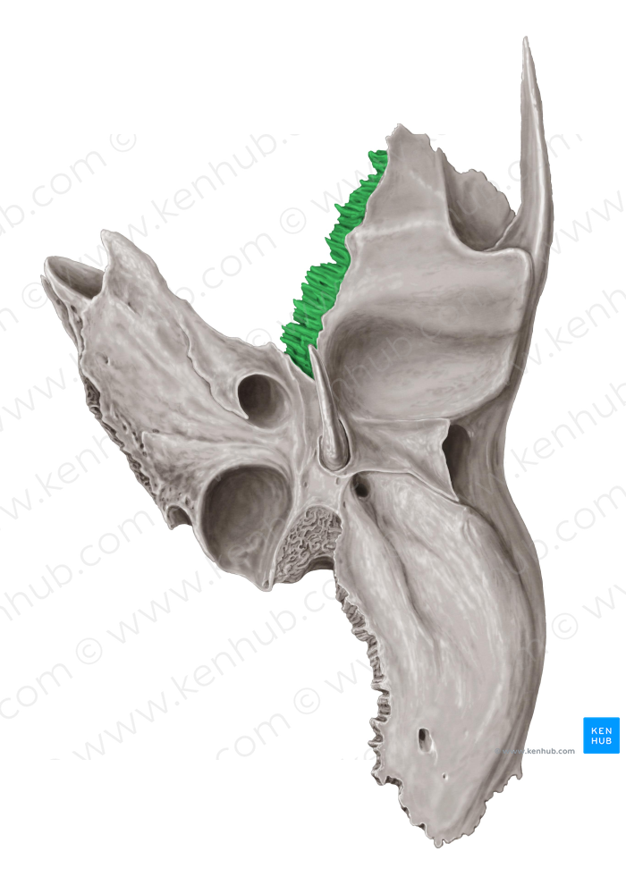 Sphenoidal margin of temporal bone (#4953)