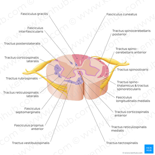 Spinal cord: Cross section (ascending and descending tracts) (Latin)