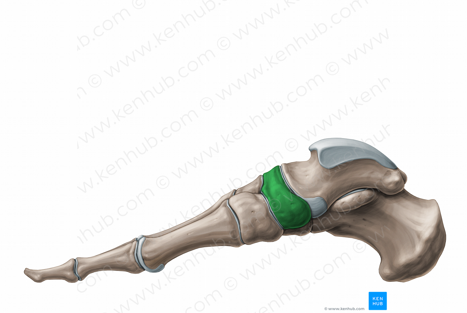 Navicular bone (#11243)