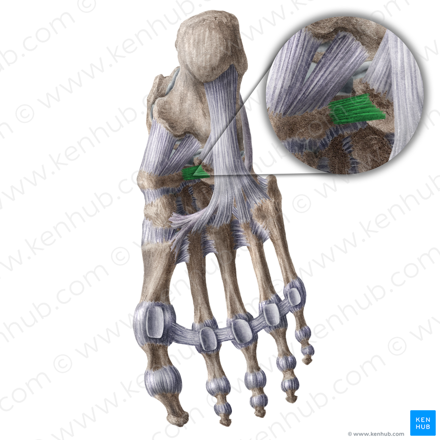 Plantar cuboideonavicular ligament (#18606) – Kenhub Image License Store