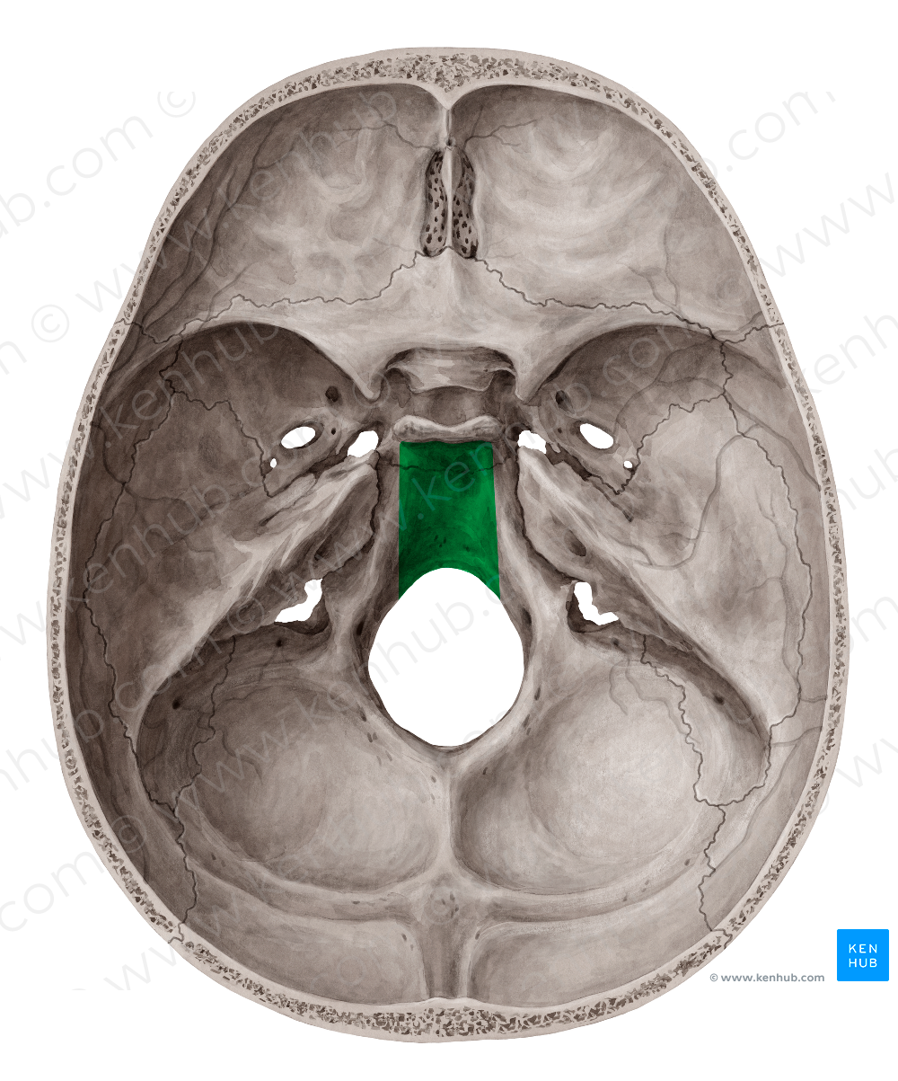 Clivus of occipital bone (#2645)