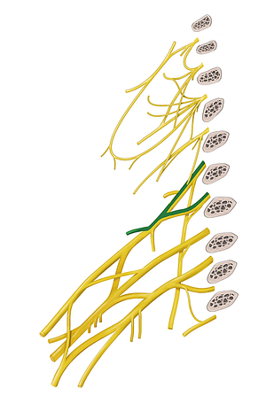 Suprascapular nerve (#6796)