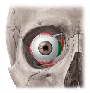 Medial rectus muscle (#5870)