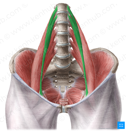 Psoas minor muscle (#5790)