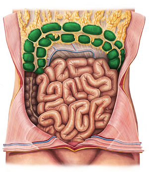 Transverse colon (#2760)