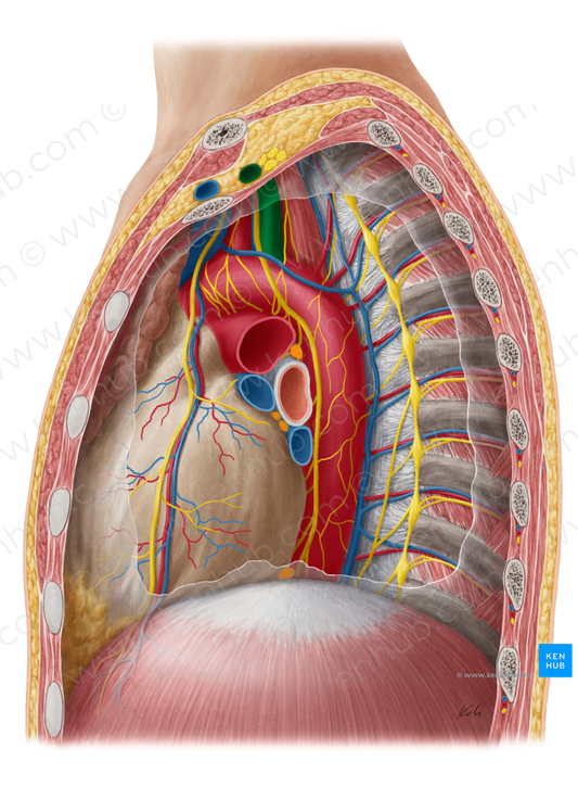 Left subclavian artery (#1810)