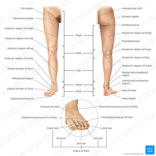 Regions of the lower extremity (English)