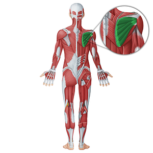 Infraspinatus muscle (#18694)